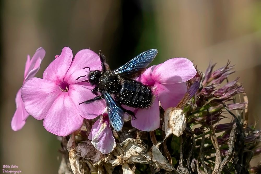 Blaue Holzbiene (Xylocopa violacea)