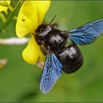 ~~ Blaue Holzbiene (Xylocopa violacea) ~~