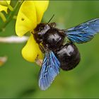 ~~ Blaue Holzbiene (Xylocopa violacea) ~~