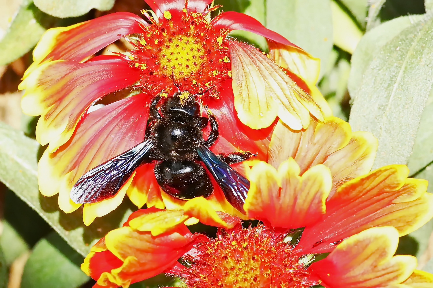 Blaue Holzbiene [Xylocopa violacea]