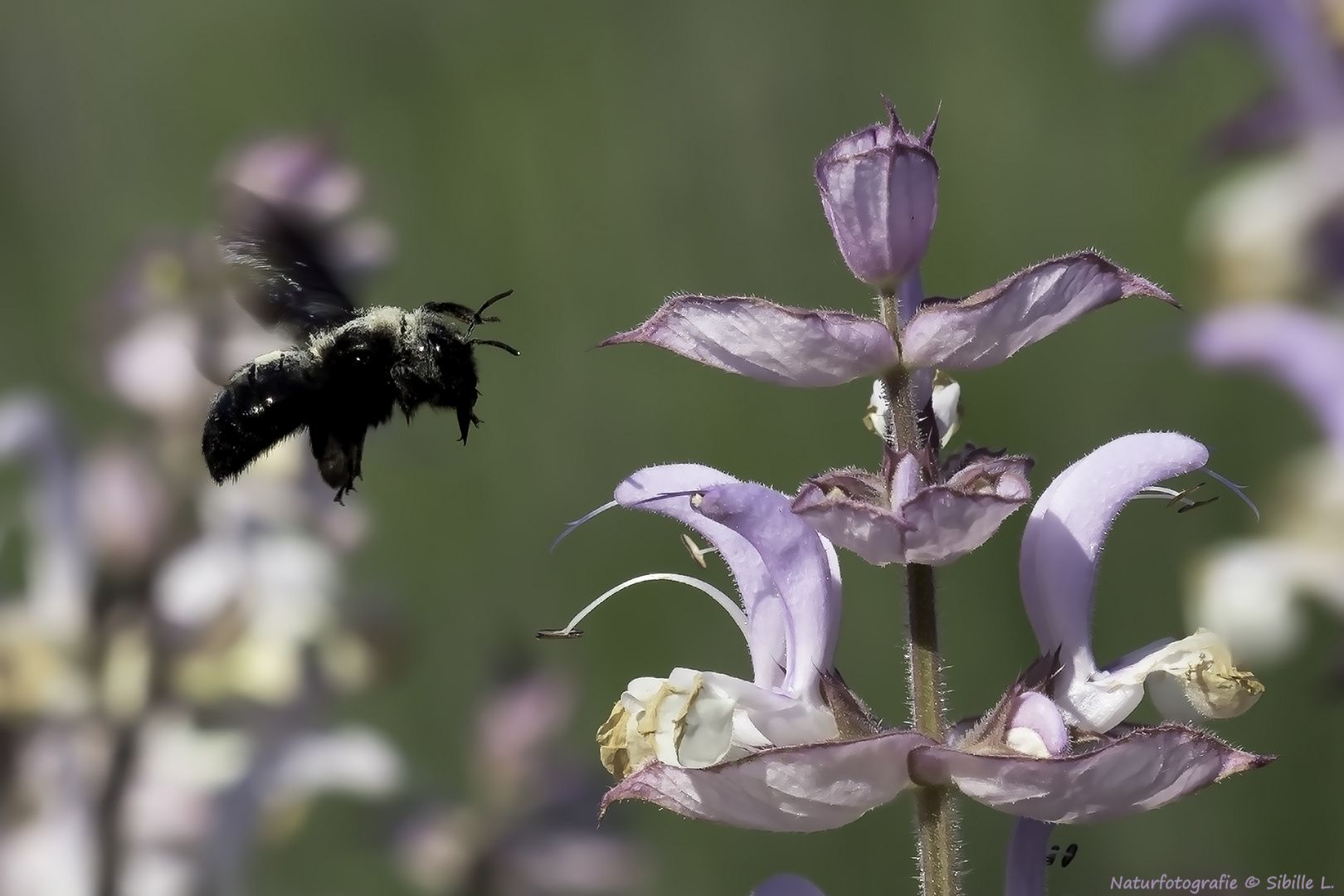 Blaue Holzbiene (Xylocopa violacea )