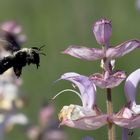 Blaue Holzbiene (Xylocopa violacea )