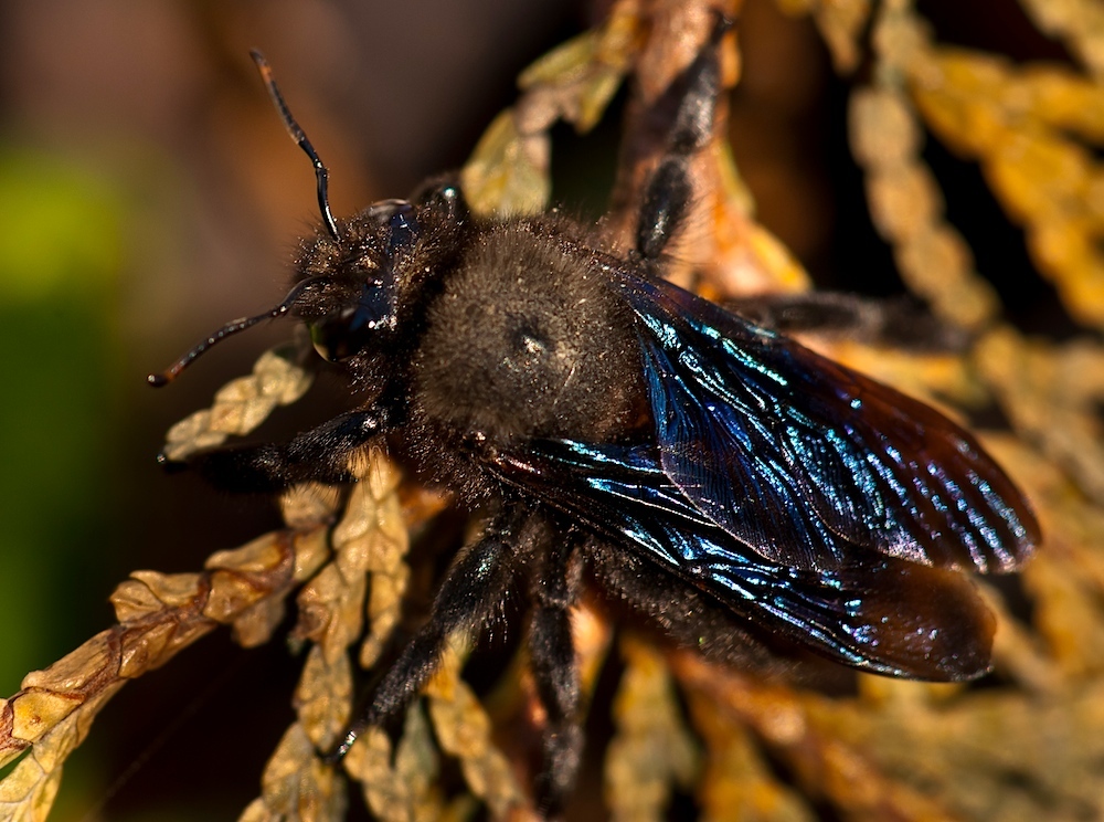 Blaue Holzbiene (Xylocopa violacea)