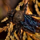 Blaue Holzbiene (Xylocopa violacea)