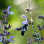 Blaue Holzbiene (Xylocopa violacea)