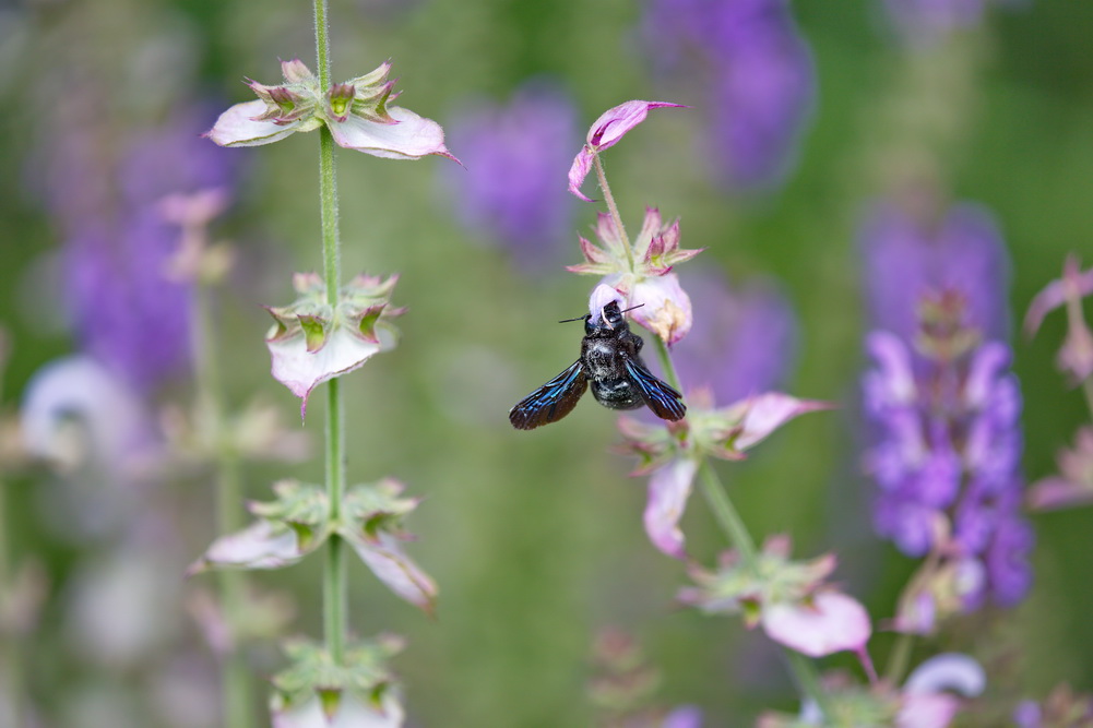 Blaue Holzbiene (Xylocopa violacea)