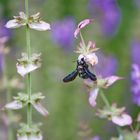 Blaue Holzbiene (Xylocopa violacea)