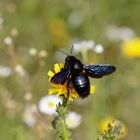 Blaue Holzbiene (Xylocopa violacea)