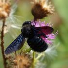 Blaue Holzbiene (Xylocopa violacea)