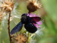 Blaue Holzbiene (Xylocopa violacea)