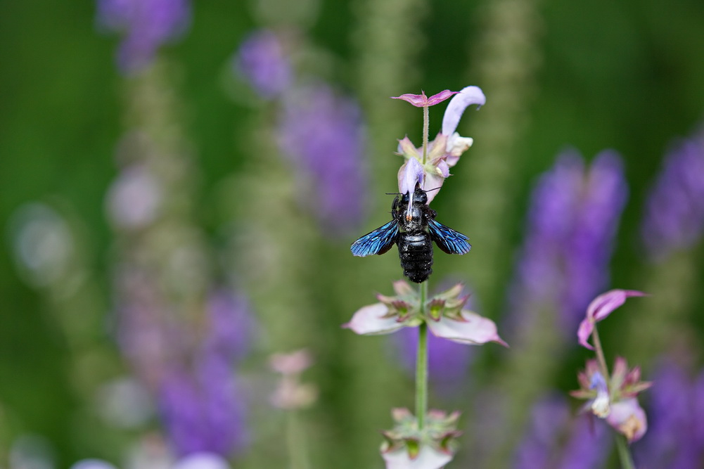 Blaue Holzbiene (Xylocopa violacea)