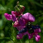 Blaue Holzbiene (Xylocopa violacea )