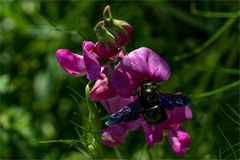 Blaue Holzbiene (Xylocopa violacea )