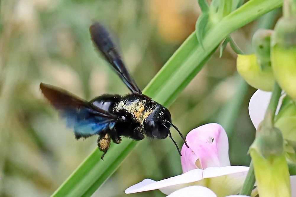 Blaue Holzbiene [Xylocopa violacea]