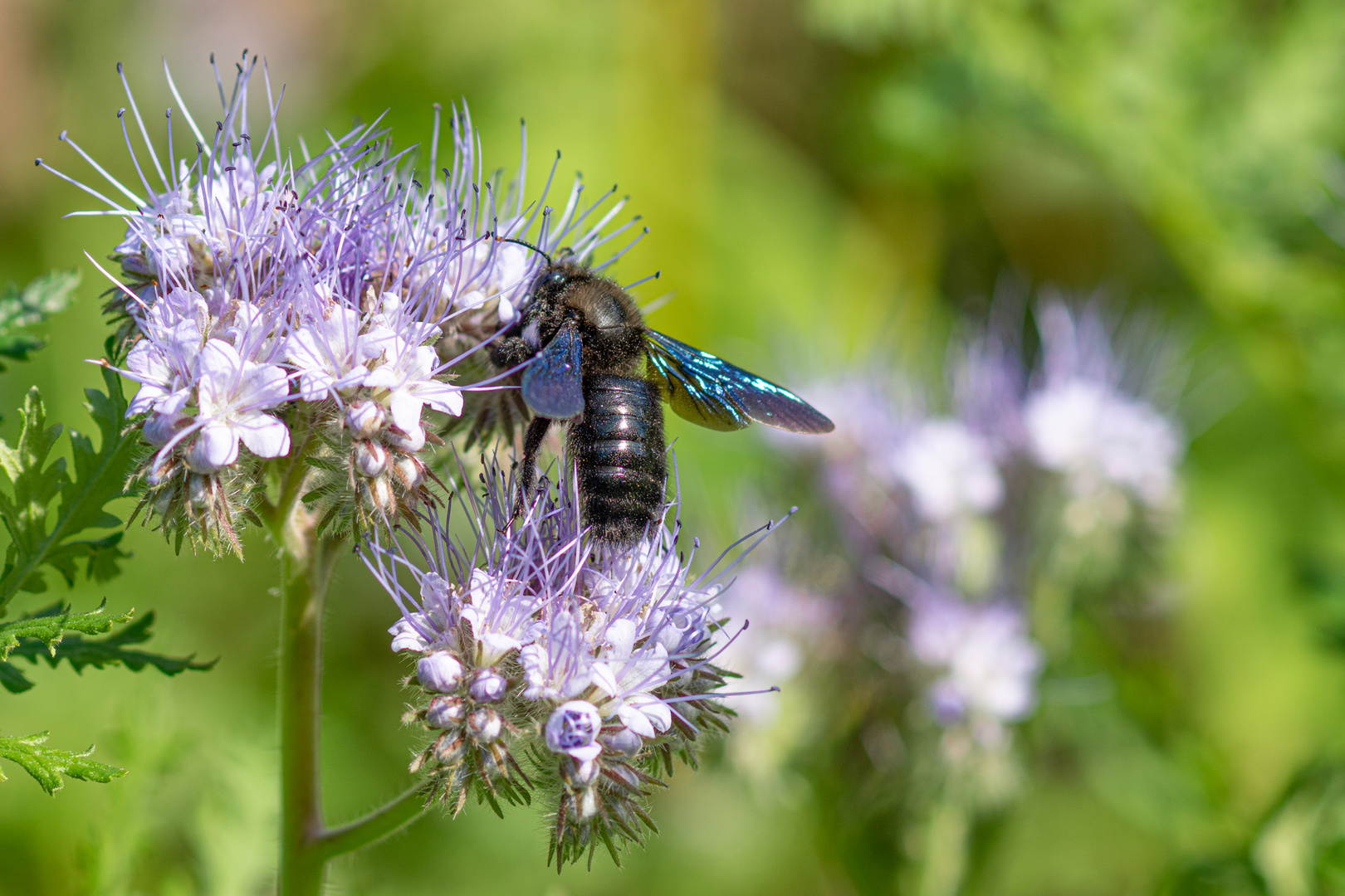 Blaue Holzbiene (Xylocopa violacea)