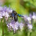 Blaue Holzbiene (Xylocopa violacea)