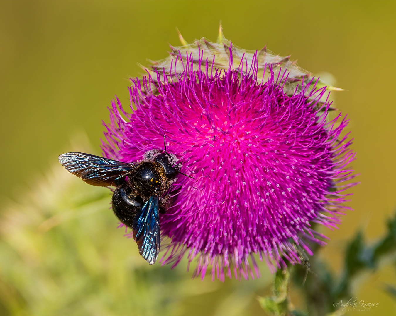 Blaue Holzbiene (Xylocopa violacea)