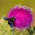 Blaue Holzbiene (Xylocopa violacea)