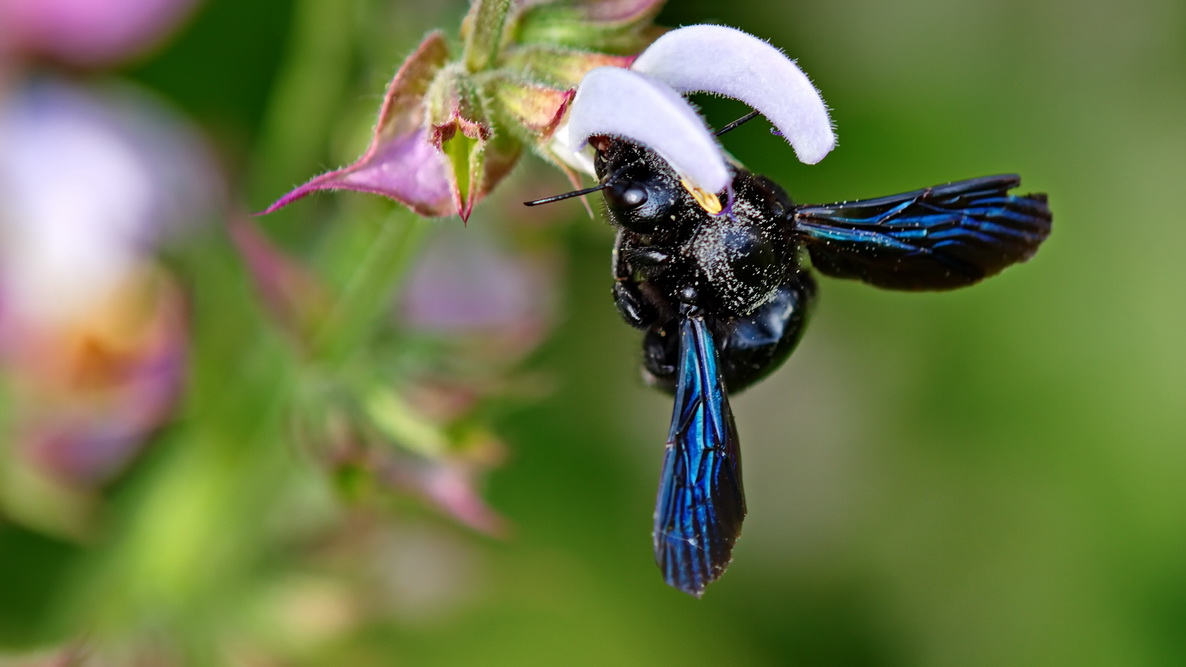 Blaue Holzbiene (Xylocopa violacea)