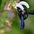 Blaue Holzbiene (Xylocopa violacea)