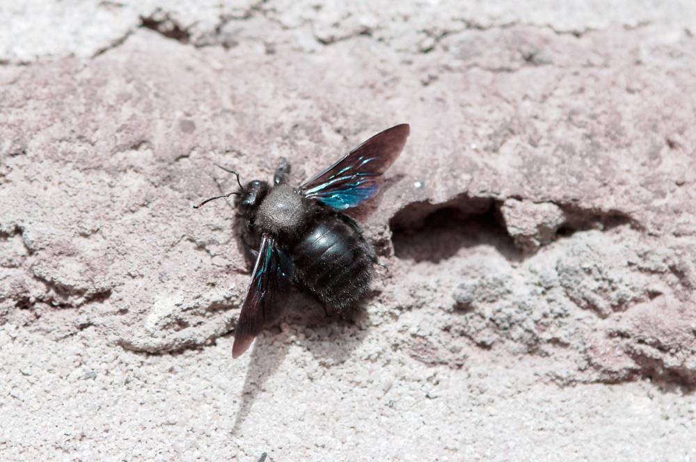 Blaue Holzbiene, Xylocopa violacea