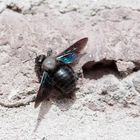 Blaue Holzbiene, Xylocopa violacea