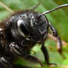 Blaue Holzbiene (Xylocopa violacea) Nr.2