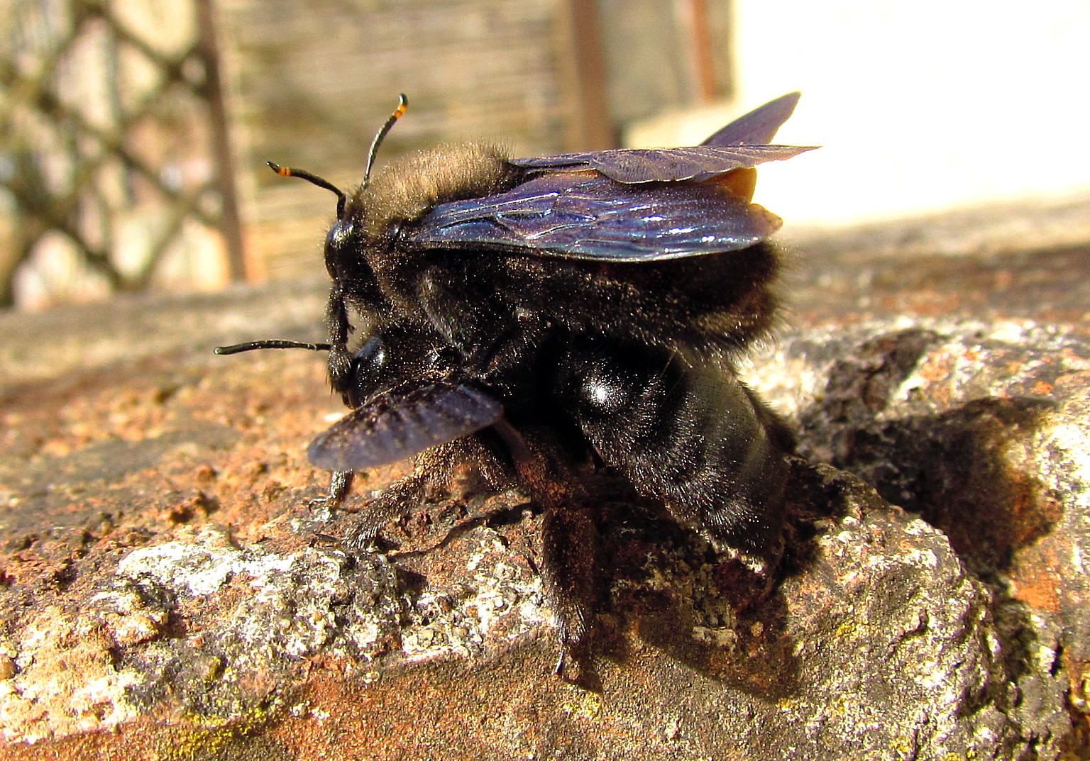 Blaue Holzbiene (Xylocopa violacea), Paarung