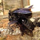 Blaue Holzbiene (Xylocopa violacea), Paarung