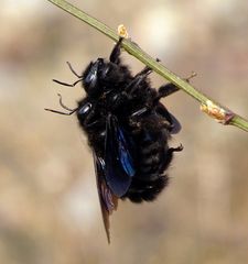 Blaue Holzbiene (Xylocopa violacea), Paarung