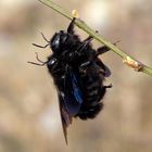 Blaue Holzbiene (Xylocopa violacea), Paarung