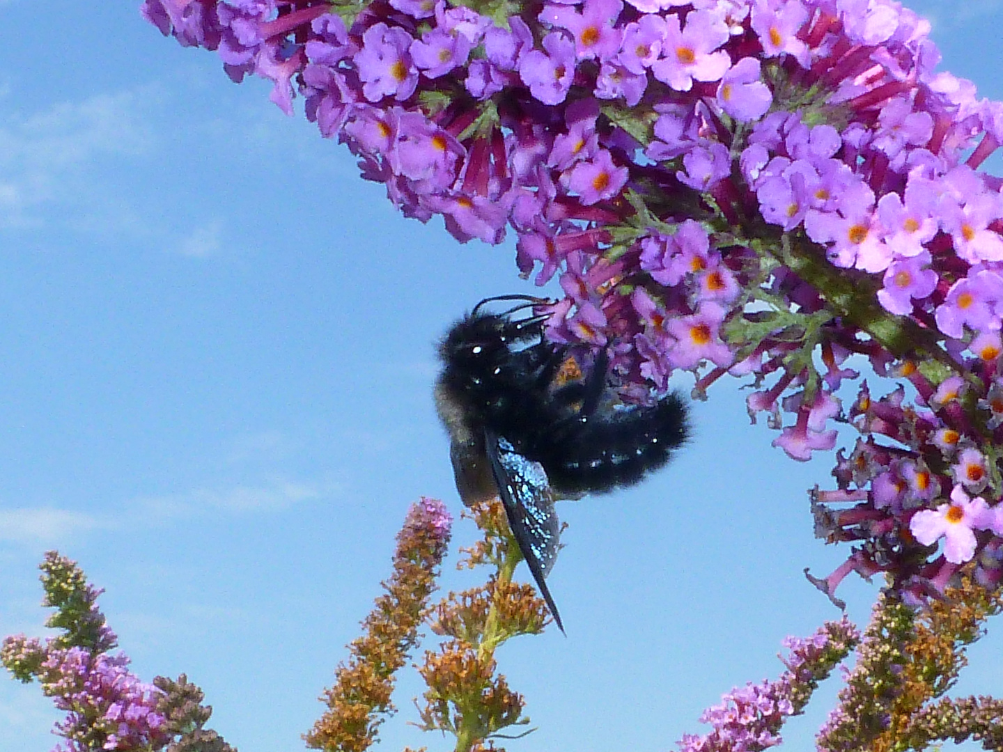 Blaue Holzbiene (Xylopa violacea)