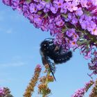 Blaue Holzbiene (Xylopa violacea)