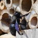 Blaue Holzbiene2018 auf Wohnungsbesichtigung