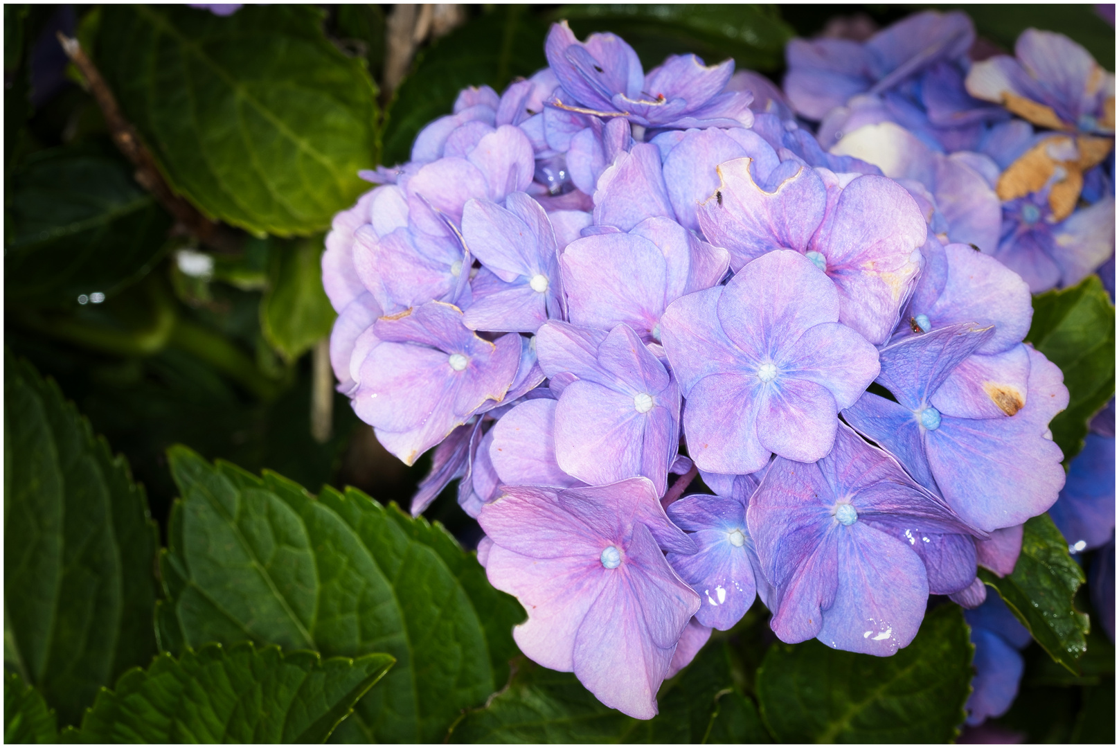 blaue Hortensie