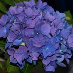 blaue Hortensie