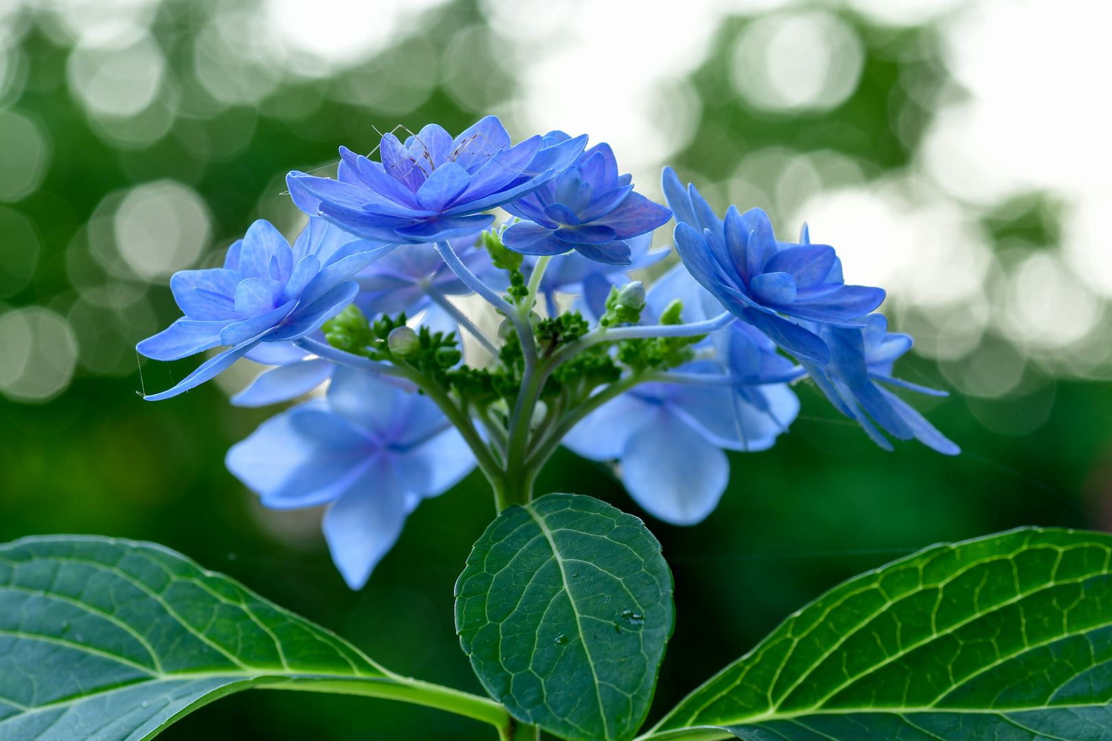 Blaue Hortensie