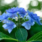 Blaue Hortensie