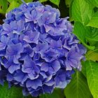 blaue Hortensie