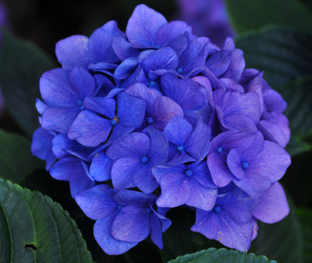 Blaue Hortensie