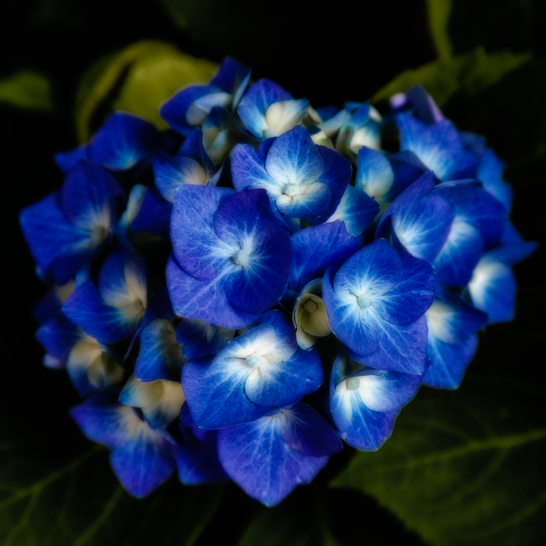 blaue Hortensie