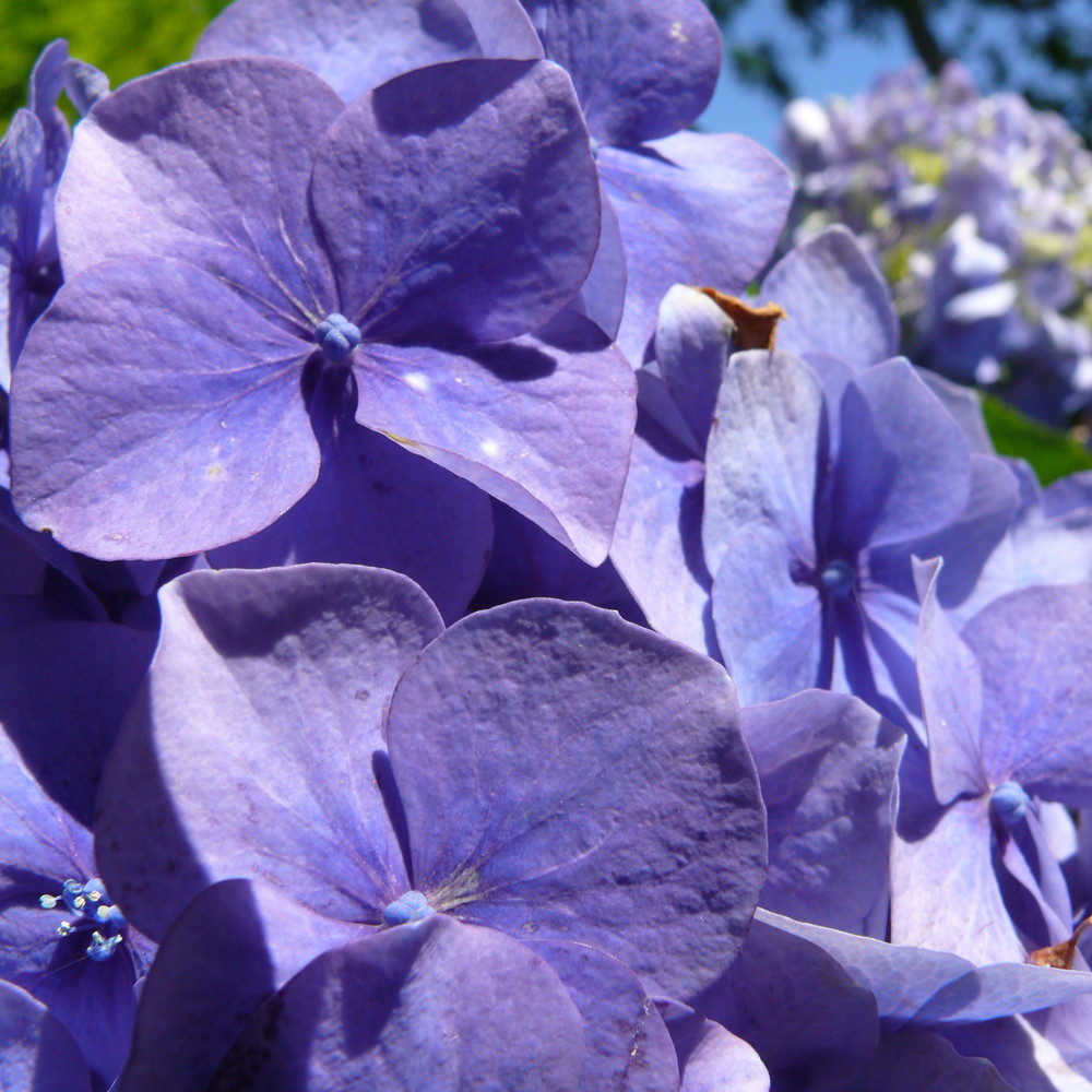 Blaue Hortensie