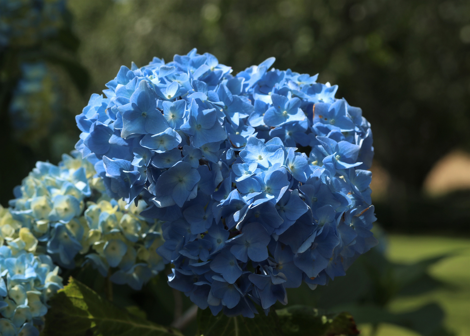 Blaue Hortensie