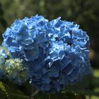 Blaue Hortensie