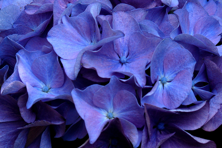 Blaue Hortensie