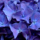 Blaue Hortensie