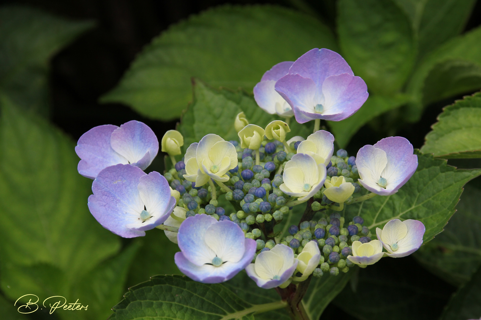 blaue Hortensie