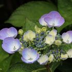 blaue Hortensie