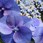 Blaue Hortensie