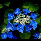 Blaue Hortensie